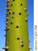 Ceiba name of a genus of many species of large trees found in tropical areas, including Mexico, Guatemala, Central and South America.Ceiba, name of a genus of many species of large trees found in tropical areas, including Mexico, Guatemala, Central and South America. Стоковое фото, агентство BE&W Photo / Фотобанк Лори