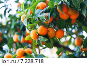 tangerin tree with mandarins in orchard. Стоковое фото, фотограф Яков Филимонов / Фотобанк Лори
