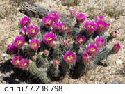 Цветущий куст Эхиноцереус Энгельмана (Echinocereus engelmannii)  в пустыне Сонора, Аризона. Стоковое фото, фотограф Ирина Кожемякина / Фотобанк Лори