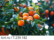 tangerin tree with mandarins. Стоковое фото, фотограф Яков Филимонов / Фотобанк Лори