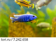 Разноцветные малавийские цихлиды. Рыбы из рода Cynotilapia. Стоковое фото, фотограф Евгений Ткачёв / Фотобанк Лори