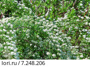 Спирея Вангутта (Spiraea vanhouttei) Стоковое фото, фотограф Алёшина Оксана / Фотобанк Лори