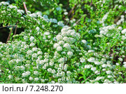 Декоративный кустарник Спирея Вангутта (Spiraea vanhouttei) Стоковое фото, фотограф Алёшина Оксана / Фотобанк Лори