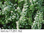 Декоративный кустарник Спирея Вангутта (Spiraea vanhouttei) Стоковое фото, фотограф Алёшина Оксана / Фотобанк Лори