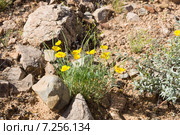 Калифорнийский мак (Eschscholtzia californica) в пустыне Сонора (2015 год). Стоковое фото, фотограф Ирина Кожемякина / Фотобанк Лори