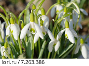 Подснежники Воронова (лат.Galanthus woronowii) Стоковое фото, фотограф Елена Коромыслова / Фотобанк Лори