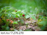 Земляника. Стоковое фото, фотограф Игорь Анненков / Фотобанк Лори