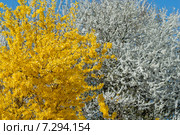 Цветущая форзиция европейская (Forsythia europaea) на фоне цветущей вишни,в фокусе жёлтый куст. Стоковое фото, фотограф Svet / Фотобанк Лори