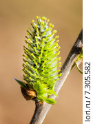 Ива остролистная (Salix acutifolia).Ветвь с тычиночным цветком. Стоковое фото, фотограф Евгений Мухортов / Фотобанк Лори