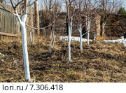 Весенняя побелка молодых яблонь. Стоковое фото, фотограф Николай Грушин / Фотобанк Лори