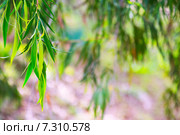 Natural background. Стоковое фото, фотограф Яков Филимонов / Фотобанк Лори