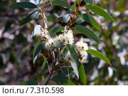 blossoming soap mallee. Стоковое фото, фотограф Яков Филимонов / Фотобанк Лори