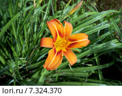 Цветок оранжевого лилейника. Lilium tigrinum. Стоковое фото, фотограф ElenArt / Фотобанк Лори