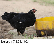 Курица (2012 год). Стоковое фото, фотограф Free Wind / Фотобанк Лори
