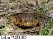 Обыкновенная серая жаба (лат. Bufo bufo) Стоковое фото, фотограф Елена Коромыслова / Фотобанк Лори