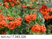 Рябина судетская (Sorbus sudetica Fritsch), ветки с плодами. Стоковое фото, фотограф Ирина Борсученко / Фотобанк Лори