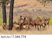 Australia - Outback, Northern Territory – Australian feral camelsAustralia, Outback, Northern Territory, Australian feral dromedary camel. Стоковое фото, агентство BE&W Photo / Фотобанк Лори