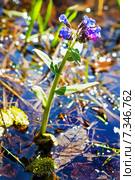 Медуница мягчайшая  ( Pulmonaria mollis ). Одиночное растение подтопленное талыми весенними водами. Стоковое фото, фотограф Евгений Мухортов / Фотобанк Лори