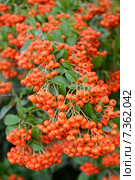 Рябина судетская (Sorbus sudetica Fritsch), ветки с плодами. Стоковое фото, фотограф Ирина Борсученко / Фотобанк Лори