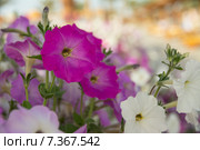 Сиреневая петуния, или петунья (лат. Petunia от фр. petun — табак) Стоковое фото, фотограф Лада Иванова / Фотобанк Лори