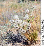 Серебристый одуванчик (Microseris linearifolia) в пустыне Сонора. Национальный парк Сагуаро, Аризона, США. Стоковое фото, фотограф Ирина Кожемякина / Фотобанк Лори