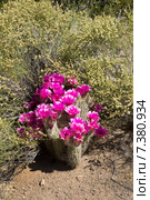 Цветущий куст Эхиноцереус Энгельмана (Echinocereus engelmannii)  в пустыне Сонора, Аризона. Стоковое фото, фотограф Ирина Кожемякина / Фотобанк Лори
