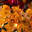 Бугенвиллея оранжевая (лат. Bougainvillea) Стоковое фото, фотограф Лада Иванова / Фотобанк Лори