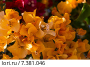 Бугенвиллея оранжевая (лат. Bougainvillea) Стоковое фото, фотограф Лада Иванова / Фотобанк Лори