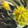 Плоды — коробочки алое вера. Желтый. Liliaceae Juss. Стоковое фото, фотограф Лада Иванова / Фотобанк Лори