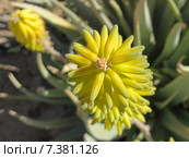 Плоды — коробочки алое вера. Желтый. Liliaceae Juss. Стоковое фото, фотограф Лада Иванова / Фотобанк Лори
