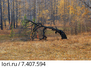 Старое дерво на опушке леса. Забайкальский край. Стоковое фото, фотограф Александр Щепин / Фотобанк Лори