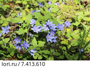 Печеночница обыкновенная (перелеска голубая) – Hepatica nobilis schreb, ветреница чистая, перелеска голубая, пролеска, синие подснежники, троянок (лист разделен на три доли), утробник (2015 год). Стоковое фото, фотограф Цветкова Елена / Фотобанк Лори