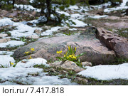 Желтая дикорастущая  лилия  (Erythronium grandiflorum) и снег. Альпийские луга штата Юты, США (2015 год). Стоковое фото, фотограф Ирина Кожемякина / Фотобанк Лори