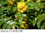 Цветущая магония падуболистная  (Mahonia aquifolium (Pursh) Nutt.) Стоковое фото, фотограф Ирина Борсученко / Фотобанк Лори
