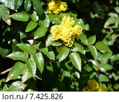 Соцветие магонии падуболистной  (Mahonia aquifolium (Pursh) Nutt.) Стоковое фото, фотограф Ирина Борсученко / Фотобанк Лори