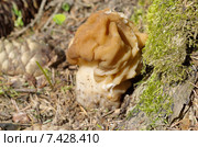 Строчок обыкновенный (лат. Gyromitra esculenta) Стоковое фото, фотограф Елена Коромыслова / Фотобанк Лори