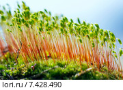 Кукушкин лён обыкновенный (Polytrichum commune). Род растений из класса лиственных мхов. Стоковое фото, фотограф Евгений Мухортов / Фотобанк Лори