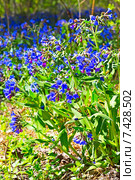 Медуница мягчайшая  ( Pulmonaria mollis ).Общий вид цветущего куста. Стоковое фото, фотограф Евгений Мухортов / Фотобанк Лори