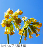 Первоцвет весенний (Primula veris).Общий вид соцветия в контровом освещении. Стоковое фото, фотограф Евгений Мухортов / Фотобанк Лори
