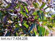 Closeup of soap mallee leaves. Стоковое фото, фотограф Яков Филимонов / Фотобанк Лори