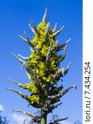 Closeup of Puya chilensis. Стоковое фото, фотограф Яков Филимонов / Фотобанк Лори