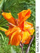 Канна садовая (Canna) Стоковое фото, фотограф Алёшина Оксана / Фотобанк Лори