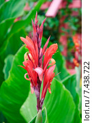 Канна садовая красная (Canna) Стоковое фото, фотограф Алёшина Оксана / Фотобанк Лори