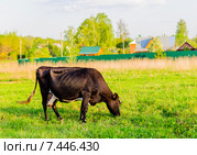 Корова тёмной масти, пасущаяся на весеннем лугу. Подмосковье. Стоковое фото, фотограф Владимир Устенко / Фотобанк Лори