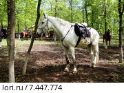 Лошади на лесной опушке отдыхают после казачьего перехода. Стоковое фото, фотограф A Челмодеев / Фотобанк Лори