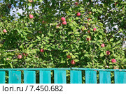 Соседская яблоня. Стоковое фото, фотограф Алёшина Оксана / Фотобанк Лори