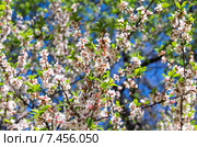 Цветущая войлочная вишня (лат. Prunus tomentosa, реже Cerasus tomentosa). Москва, Аптекарский огород (филиал ботанического сада МГУ) Стоковое фото, фотограф Сергей Рыбин / Фотобанк Лори