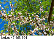 Цветущая войлочная вишня (лат. Prunus tomentosa, реже Cerasus tomentosa). Москва, Аптекарский огород (филиал ботанического сада МГУ) Стоковое фото, фотограф Сергей Рыбин / Фотобанк Лори