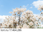 Бодяк полевой на фоне голубого неба (Cirsium arvense) Стоковое фото, фотограф Алёшина Оксана / Фотобанк Лори