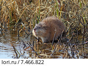 Ондатра, или мускусная крыса (лат. Ondatra zibethicus). Зверёк весной среди зарослей на берегу водоёма на Ямале. Стоковое фото, фотограф Григорий Писоцкий / Фотобанк Лори
